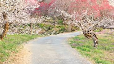 おおくぼ台梅園 / 5