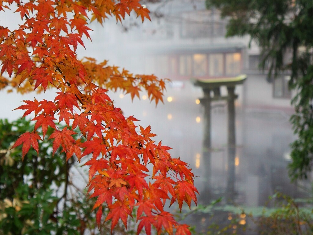 秋の朝霧が美しい「金鱗湖」2231100