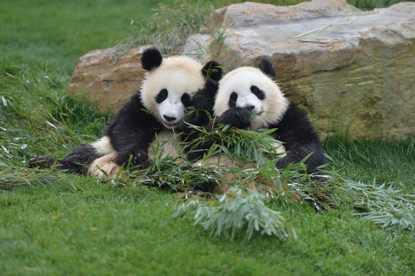 並んでおいしそうに竹を食べる桜浜・桃浜