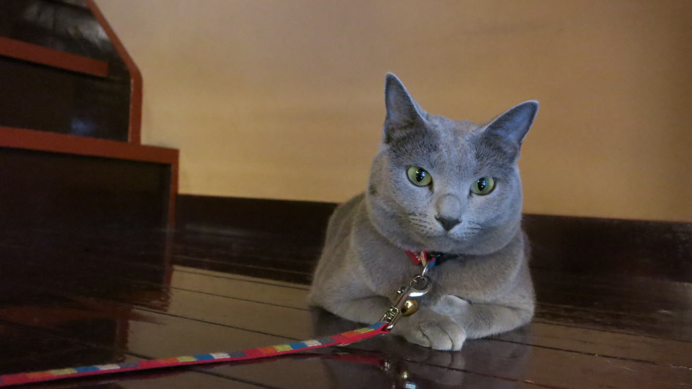 猫好きならココしかない…！猫女将リリーのおもてなしに癒やされよう3918552