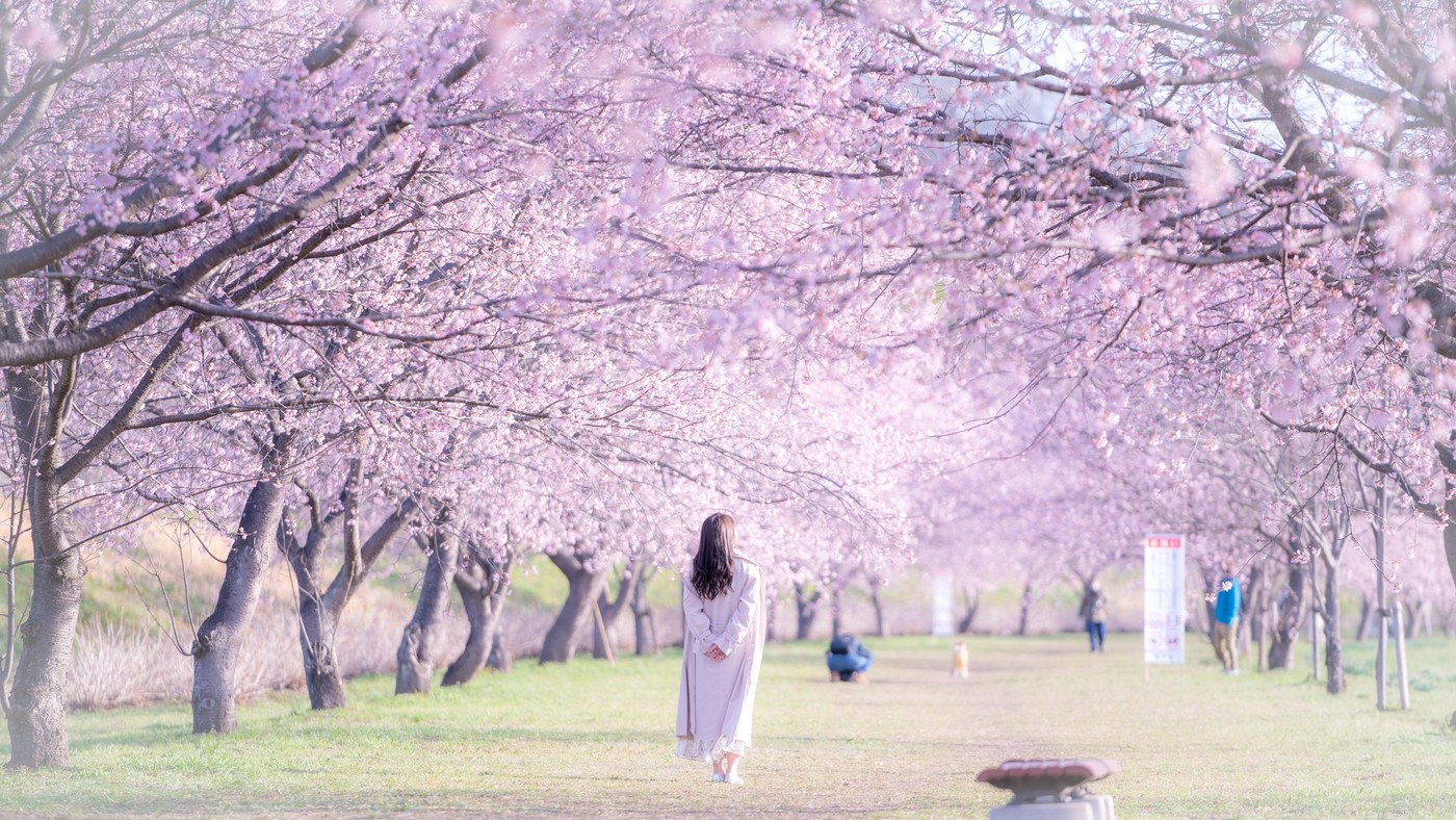 美しい桜並木と女性　後ろ姿　春爛漫