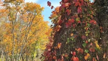 レストラン / 40