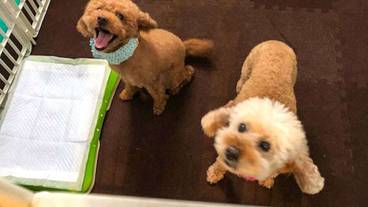 ペット同伴可 / 3