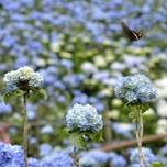 沖縄観光・南国で自然と触れ合える「植物園・テーマパーク・公園」おすすめ11選