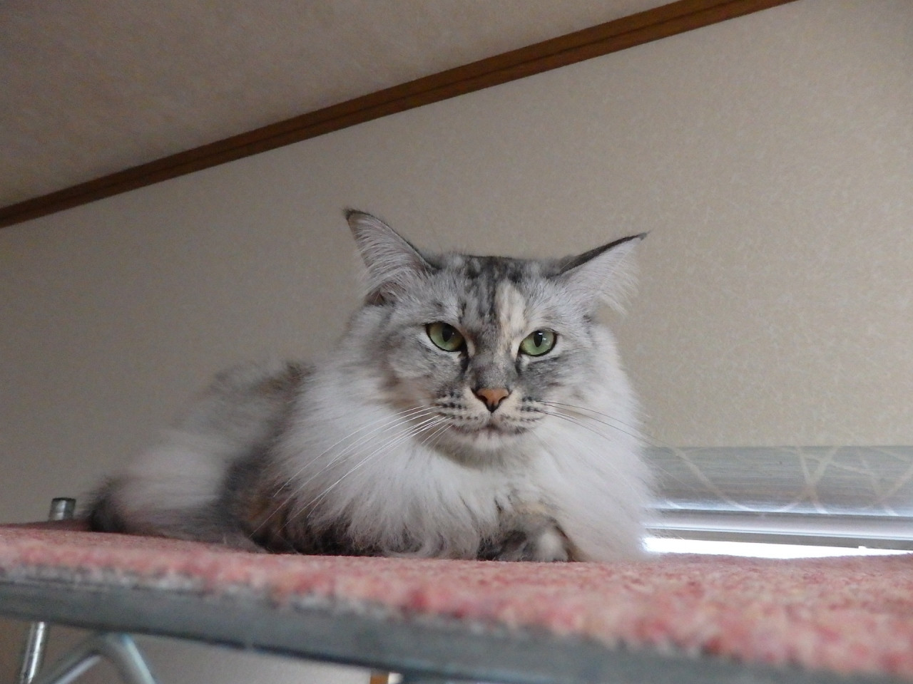 猫の数、約70匹!猫にまみれて幸せを感じる4260567