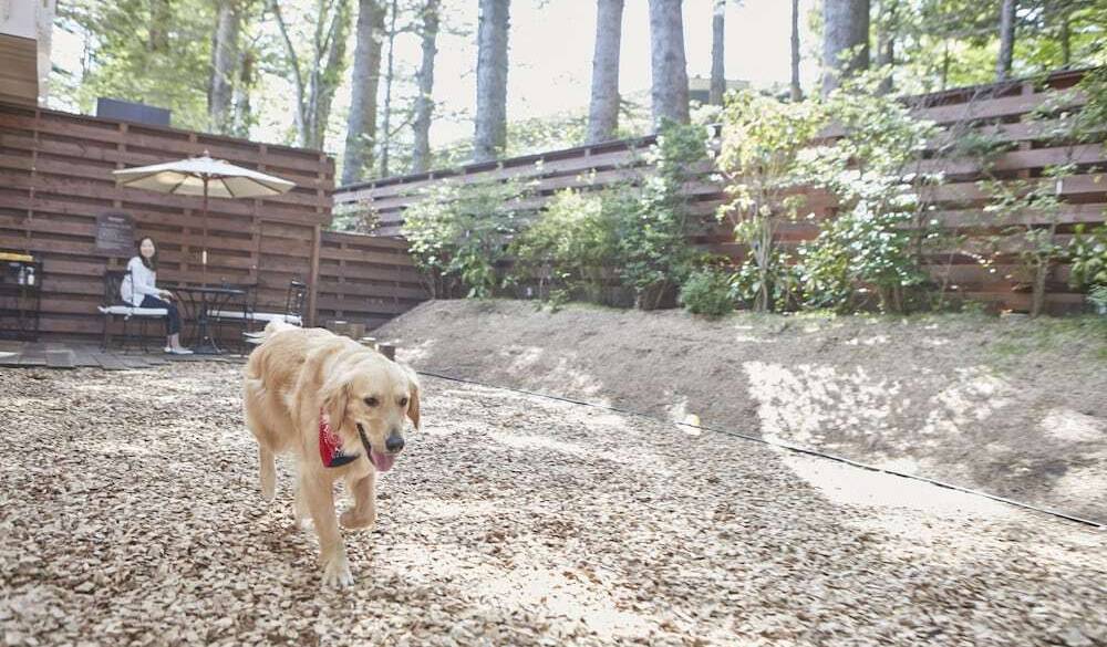 ドッグランで
元気に遊ぼう！ / 2