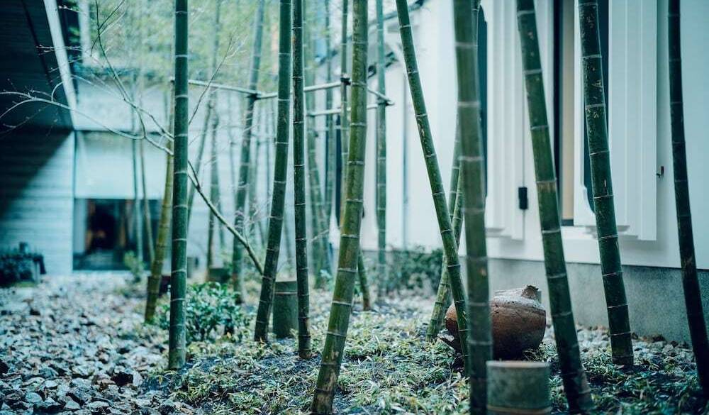蔵から眺める中庭の竹林 / 2