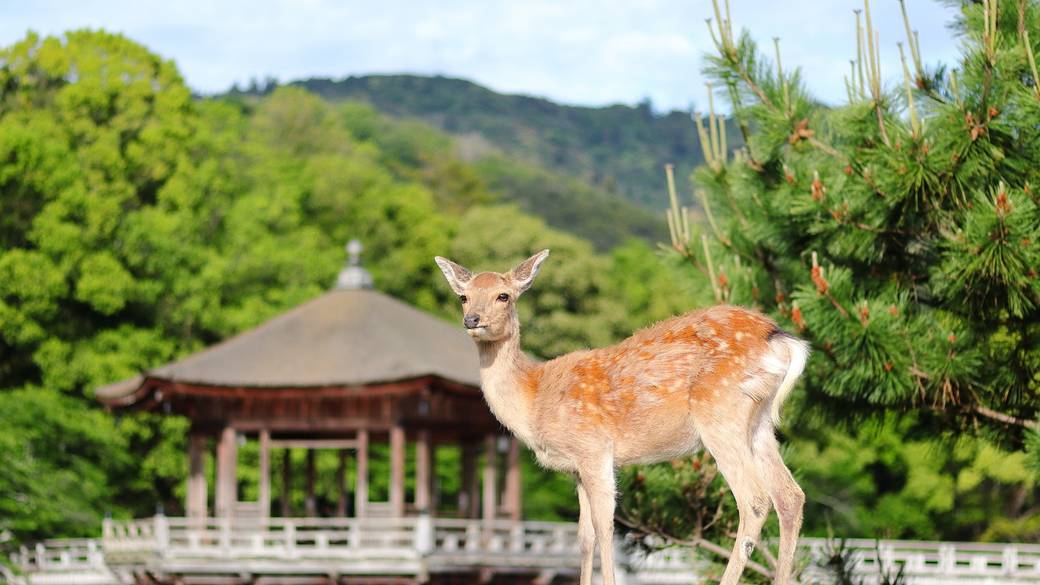 奈良公園の鹿 / 1