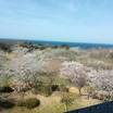 ホテル前庭の桜は満開，遠くに日本海が眺められる