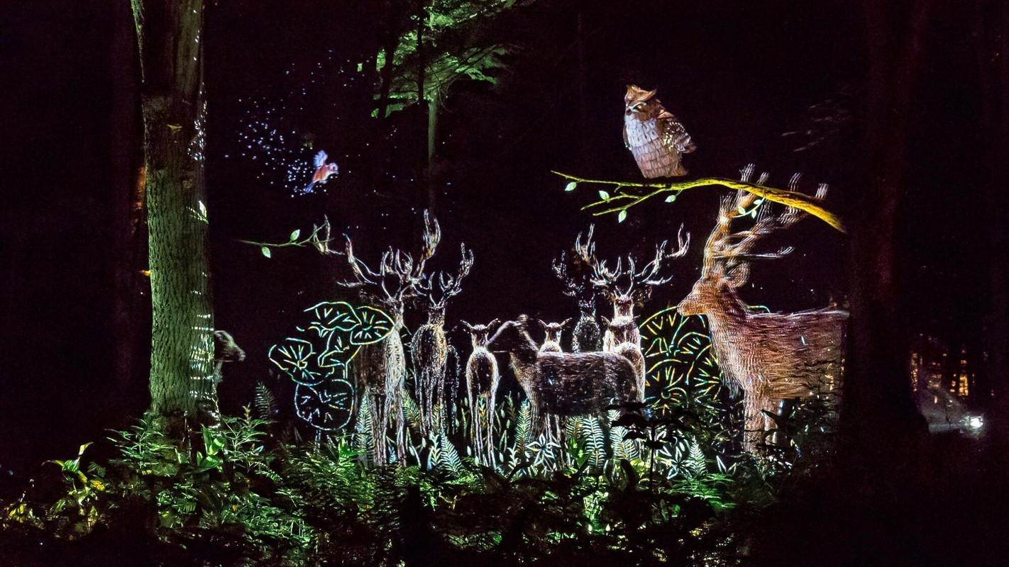 カムイルミナの映像イメージ