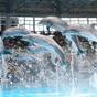 <ビュッフェ>アドベンチャーワールド1DAYチケット付き★ウェルカムベビーのお宿認定ルームで安心♪ | 白浜古賀の井リゾート&スパ