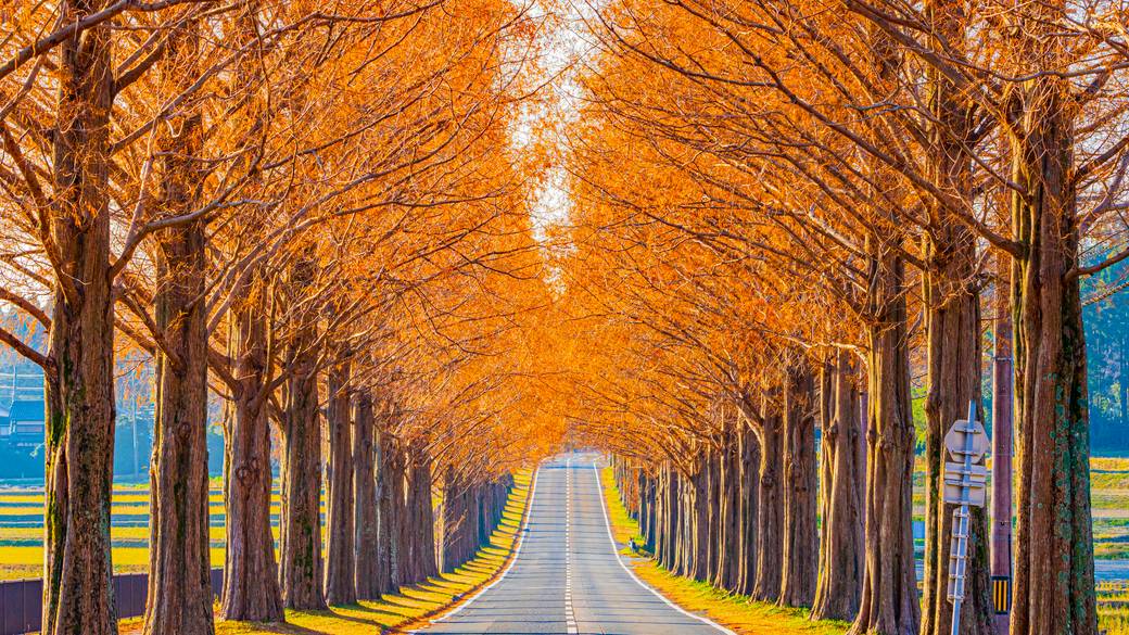 メタセコイア並木道 秋 / 3