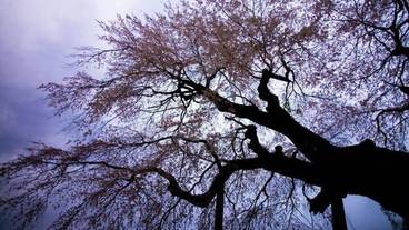 マウンテン ビュー / 24