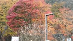 冬桜の宿 神泉
