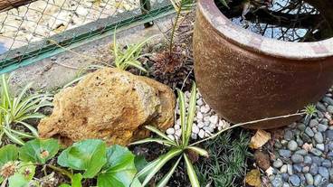 ガーデン ビュー / 8