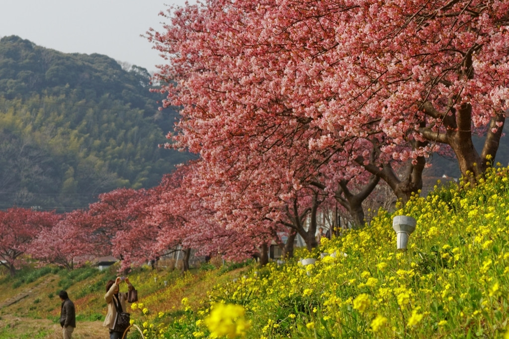 １、みなみの桜（静岡県南伊豆）1558399