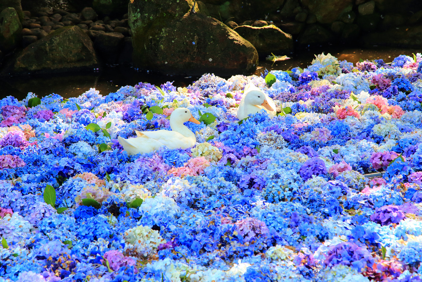 紫陽花　雨引観音