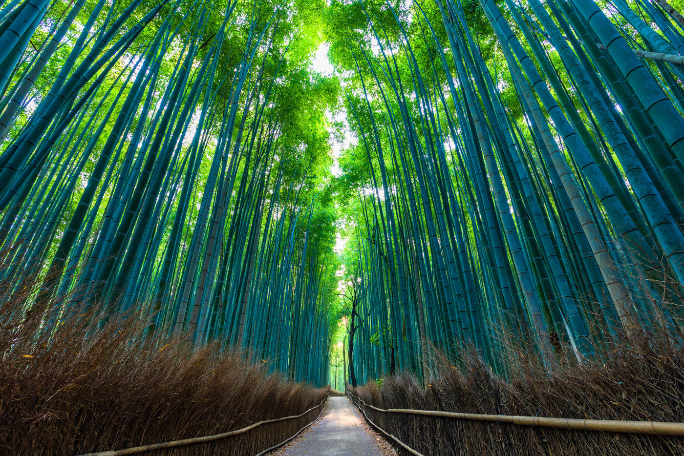 京都　嵯峨野の竹林