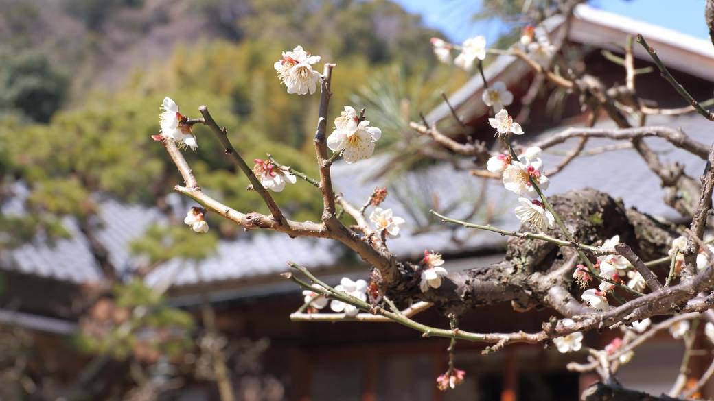 庭園の桜 / 2