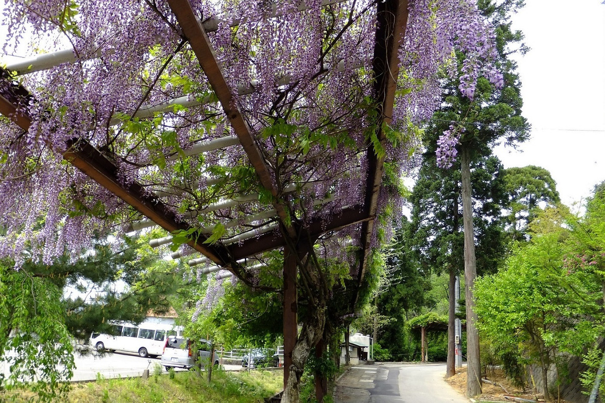 敷地内の自然①
