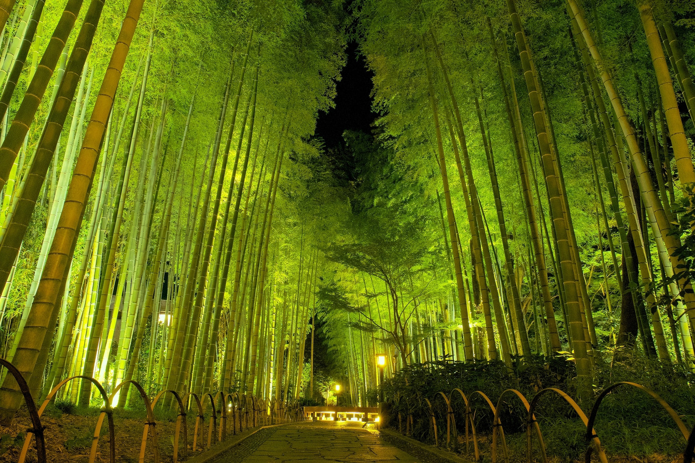 修善寺、風情ある夜の竹林