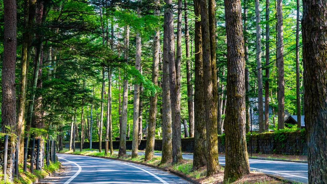 車で軽井沢へ
道中も緑に癒されて / 1