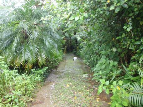 やんばるの森 / 2