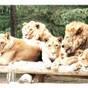 【群馬サファリパーク入園券付】素泊り お得プラン | 高崎アーバンホテル