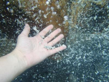 湯の峰温泉のおすすめ宿：湯の峯荘3535952