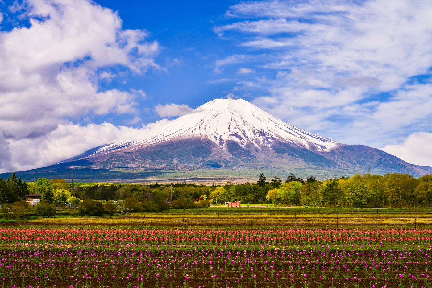 【山梨県】花の都公園　チューリップのお花畑と富士山