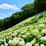 梅雨の時期に行きたい♡東京のあじさいの名所6選