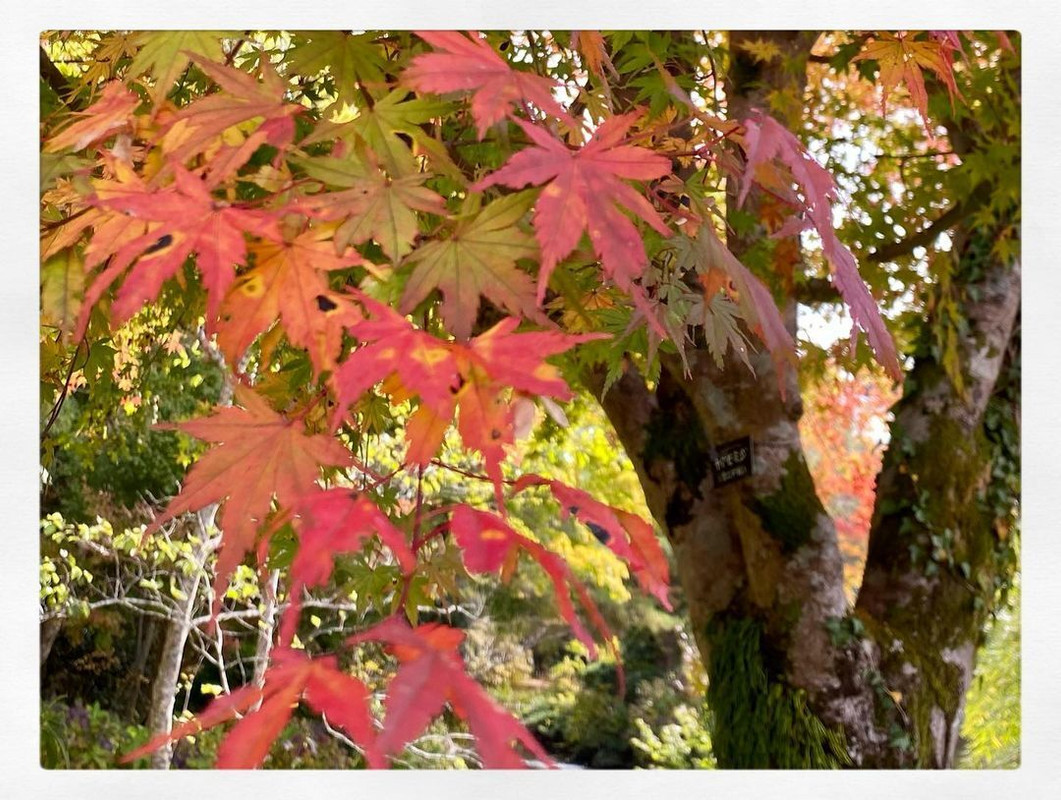 izu_japantravelさんの写真 / 2