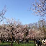 札幌・円山公園でお花見♪桜の下でジンギスカンを楽しもう