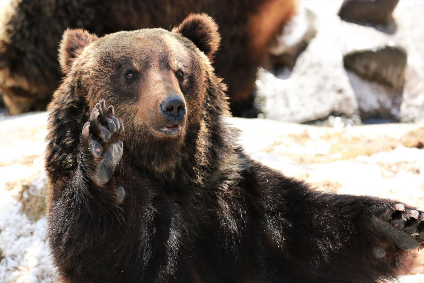 エゾヒグマ(のぼりべつクマ牧場)