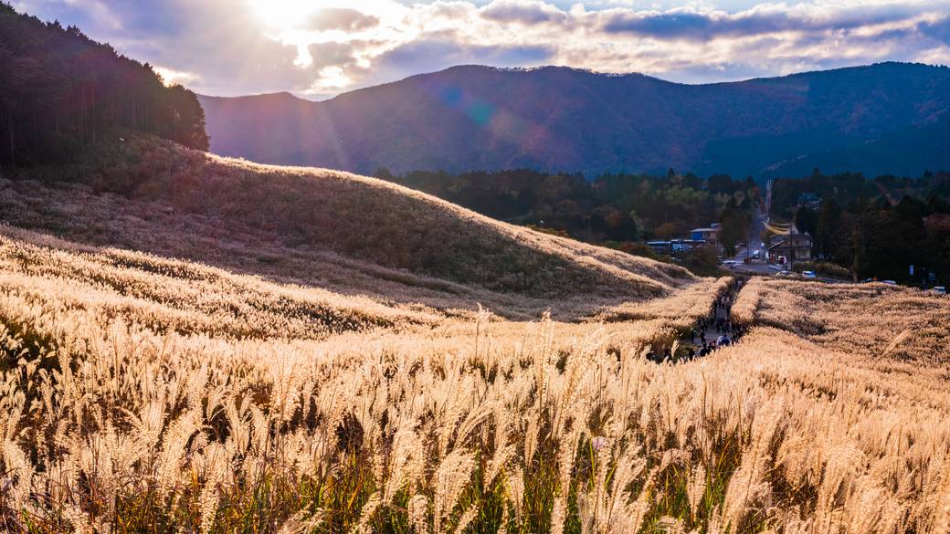 フォトジェニックな
「仙石原すすき草原」へ / 1