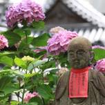 梅雨のおでかけ♪一度は行きたい奈良の有名なあじさい寺を歩こう
