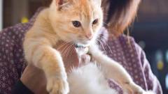 鉄輪温泉 かんなわ ゆの香（レトロ館）