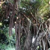 たびの邸宅 沖縄備瀬 HOMANN CONCEPT（沖縄県 コテージ・ロッジ・一棟貸） / 3