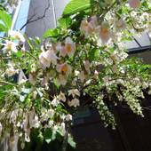 guesthouse 百万遍cross（京都府 民宿） / 4