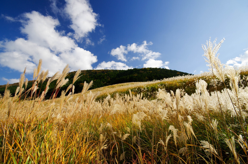 箱根の玄関口「箱根湯本」とすすきの名所「仙石原」もおすすめ4771464