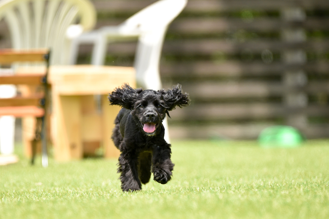 ドッグランで遊ぶアメリカンコッカーのパピー