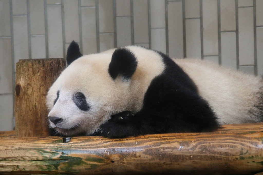 4.「上野動物園」でパンダをはじめとする動物たちに癒される3142071