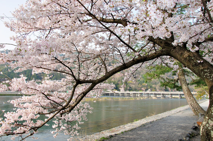 春は京都・嵐山の桜と春スイーツを楽しもう | icotto（イコット）