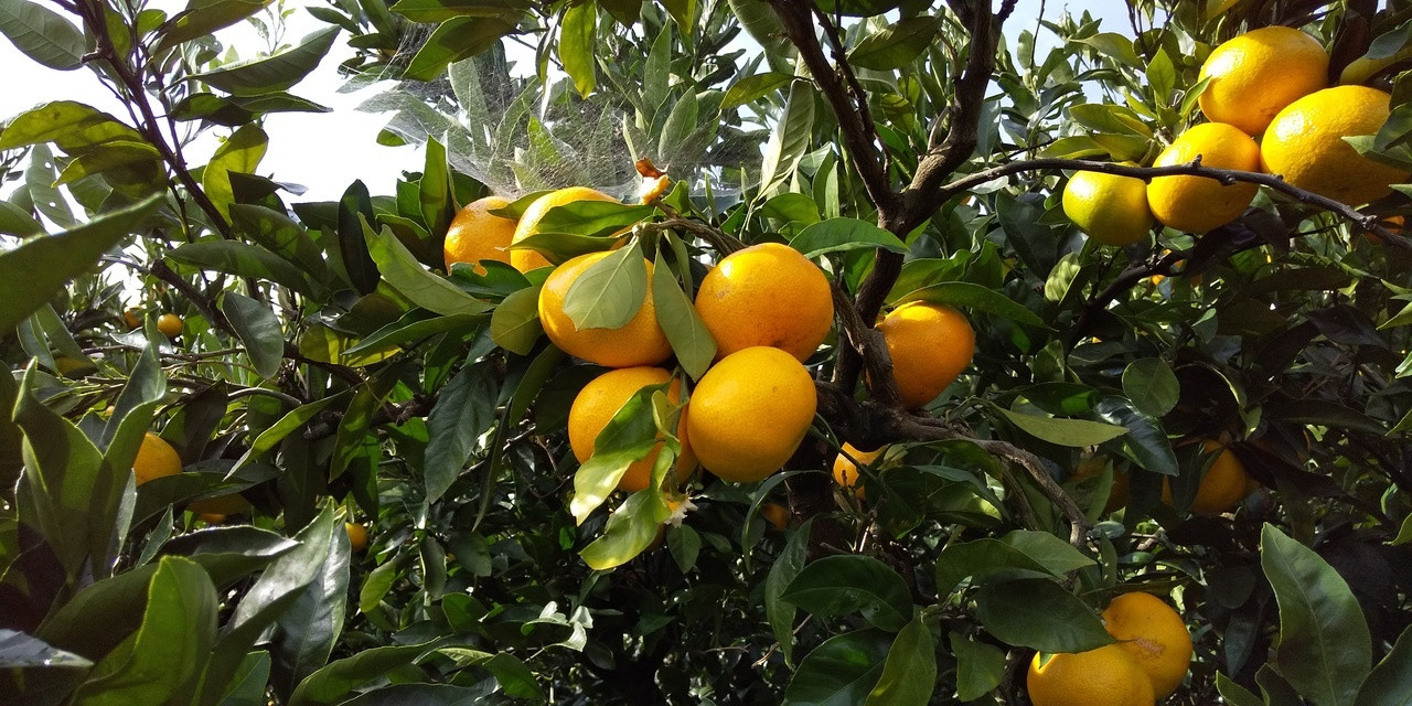 こちらで観光♪「みかん狩り」3447746