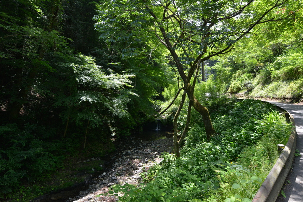 7.関東では身近な森林浴スポット「高尾山の森」/東京都1680532