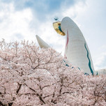 太陽の塔だけじゃない！大阪「万博記念公園」で満喫する桜