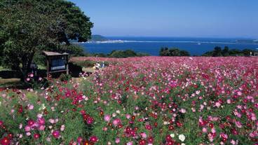 観光スポット / 30