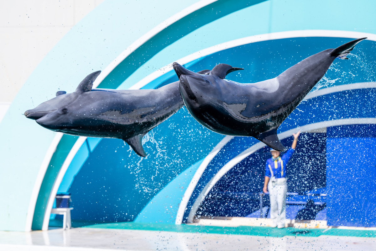 パフォーマンス