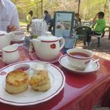 軽井沢の芽衣（カルイザワノメイ）