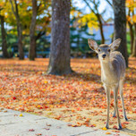 【奈良県】秋のおすすめ観光スポット22選｜もみじにコスモス、ススキの絶景にうっとり